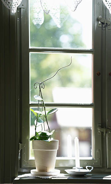 istock Indoor plant Hoja Densifolia on a cozy sill. 2213691602