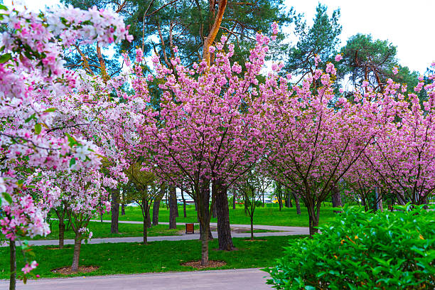 istock Vibrant Cherry Blossom Trees in Urban Park During Daylight Hours 2213693962