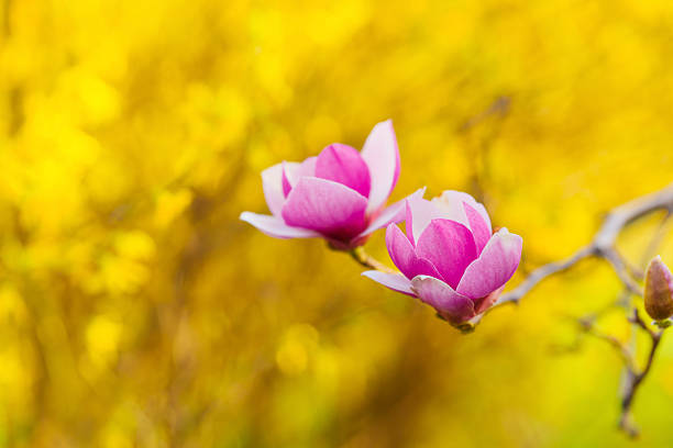 Close-up shot of vibrant pink magnolia buds with a soft, blurred background, showcasing the intricate details and textures of the flowers in springtime light.