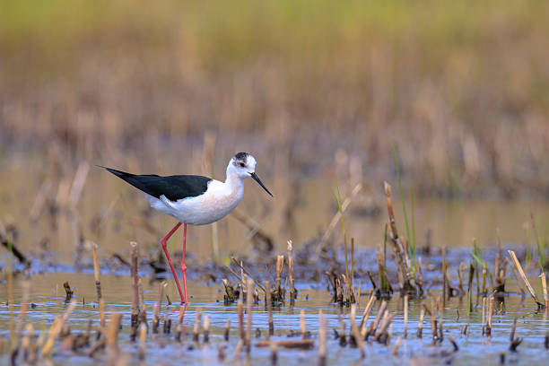istock Black-necked stilt, Himantopus Himantopus, wader bird posing and foraging. 2213696086