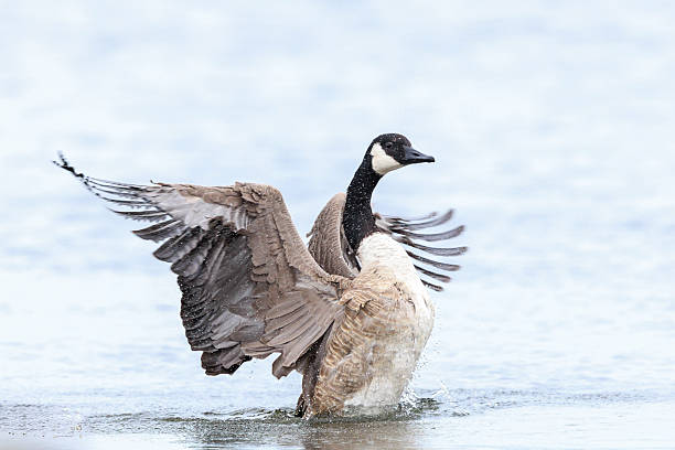 istock Canadian goose, Branta canadensis, cleaning 2213696105