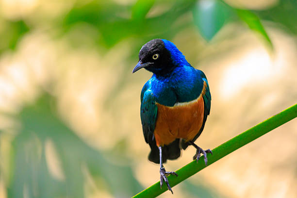 The superb starling Lamprotornis superbus is a member of the starling family of birds. It can commonly be found in East Africa, including Ethiopia, Somalia, Uganda, Kenya, and Tanzania. It was formerly known as Spreo superbus.