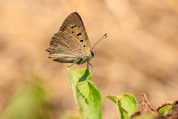 a small copper butterfly at sunset in summer