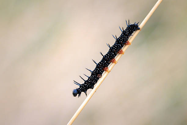 istock Aglais io, Peacock butterfly caterpillar 2213696200