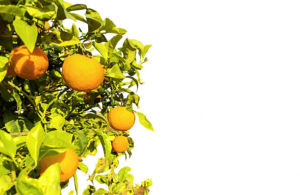 istock Citrus isolated on white, space for text. Orange fruit on branch in farm field. 2213696321