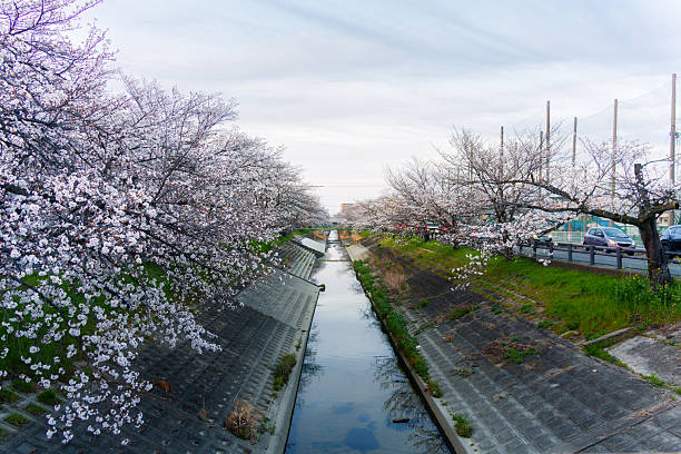 Full bloom cherry blossom or sakura tree blooming along canal during springtime in the evening at Nara, Japan