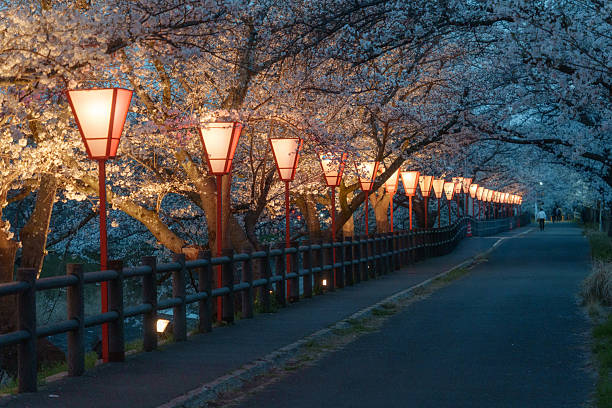istock Illuminated pathway with traditional lantern glowing under cherry blossom or sakura tree blooming in Takeda Park at night 2213696613