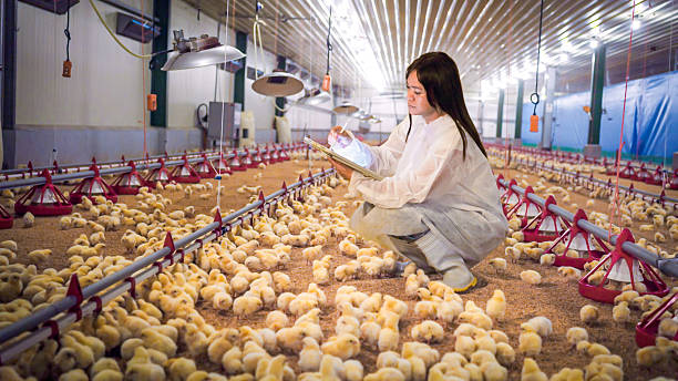 istock Taiwanese technician inspects chicks in large poultry house with tablet 2213697459
