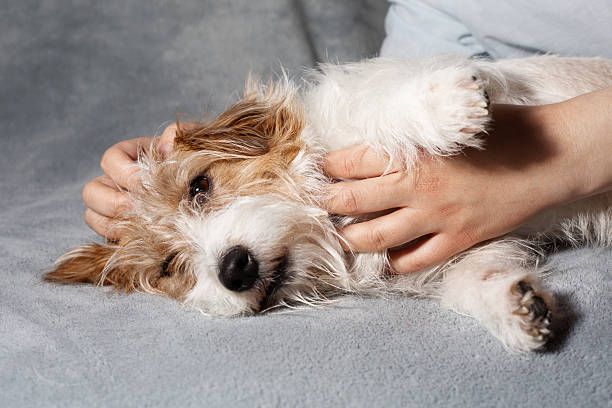 istock Relaxed Jack Russell receiving pets 2213698387