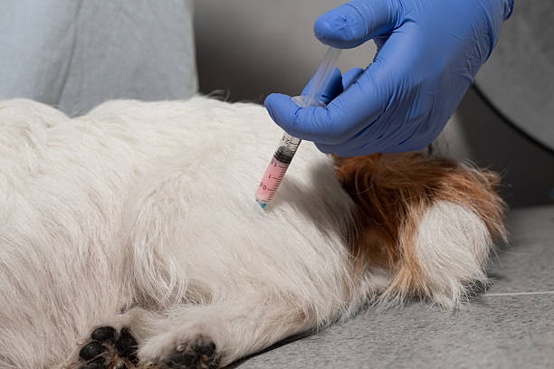 istock Vaccination procedure on dog hindquarters 2213698402
