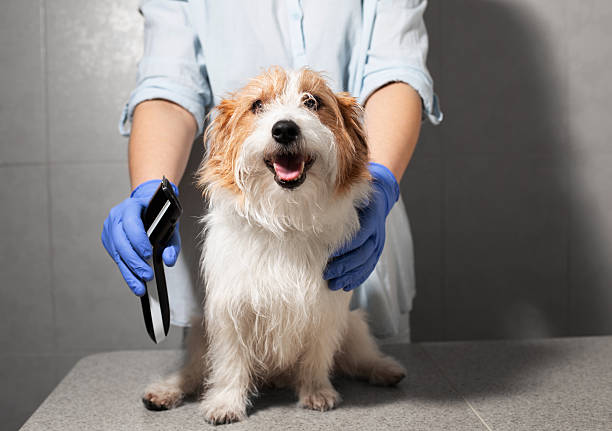 istock Calm Dog Sitting on Table Next to Grooming Clipper 2213698428