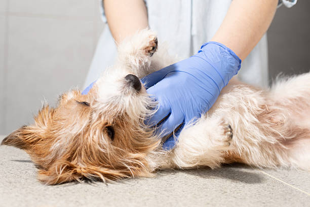 istock Calm Dog Being Soothed by Veterinarian During Studio Session 2213698489