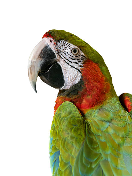 istock portrait large green macaw, (ara ambigua). isolated on white background 2213700873