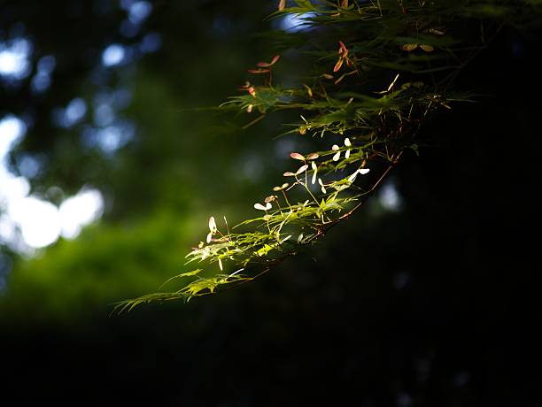 Sunlight illuminates delicate green leaves against a dark, blurred background, creating a serene natural scene.