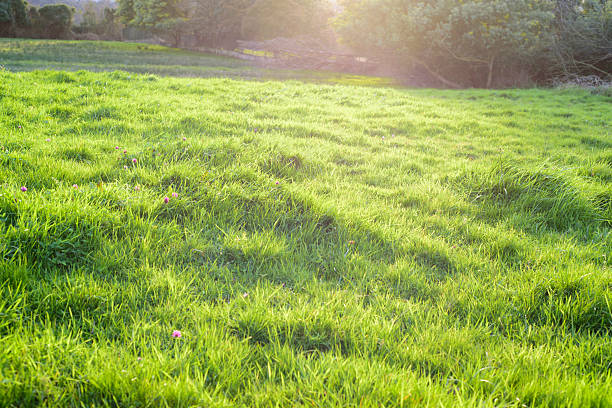 Sun light in green grass field in rural Asturias