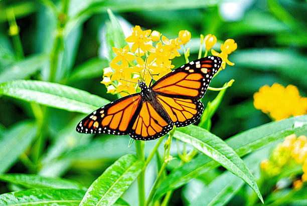 Free Stock Photo of Butterfly resting on a vibrant yellow flower ...