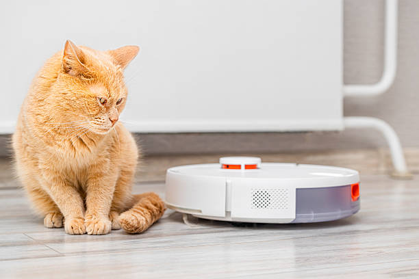 istock ginger cat near robot vacuum cleaner, close-up 2213704477