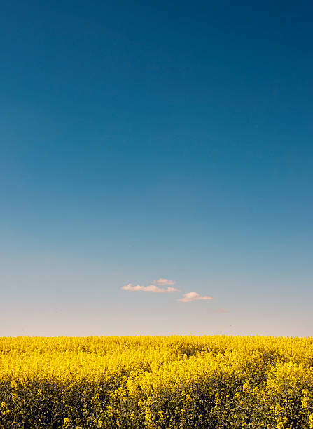 istock yellow rapeseed field under blue sky with small clouds 2213705510