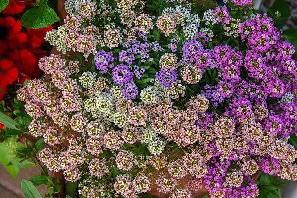 Colorful alyssum flowers. Alyssum is a perennial plant native to the Mediterranean coast. Scientific name: Lobularia maritima English name: Alyssum, Sweet alyssum