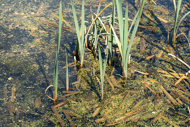 istock Aquatic vegetation with reeds and algae on a pond, creating a natural habitat, representing wetland and ecological themes 2213708377