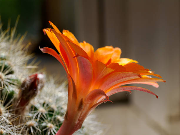 Cactus with orange flowers at springtime (April)