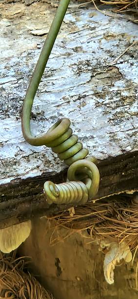 istock climbing vine - detail 2213710480