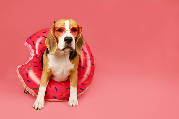 istock A beagle dog with sunglasses and a doughnut-shaped swimming ring on a pink background. 2213710621