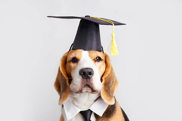 istock Beagle dog wearing graduation cap poses with tongue out in studio setting 2213710622