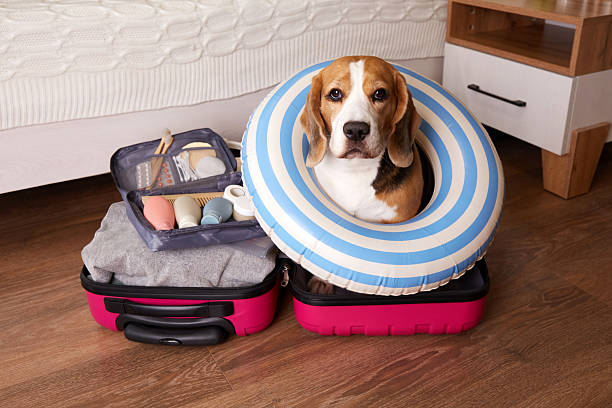 istock A beagle dog sits in a suitcase with things and a floating inflatable circle for a summer vacation at sea. 2213711006
