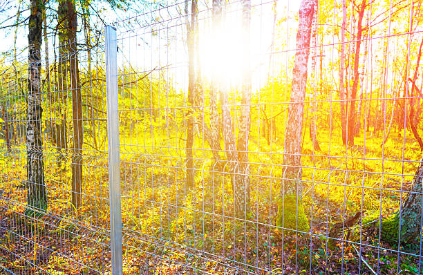 Fence metal mesh in forest, wildlife with trees. Fence for animal protection. Border as metal fence in forest. Protected area, restricted area, private property. Protect, ensure the safety of animals.