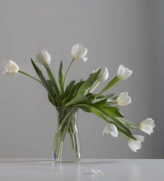 istock white tulips in glass vase in white interior 2213712538