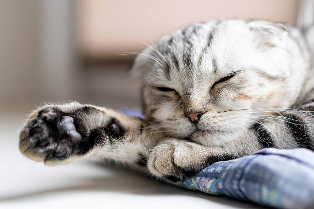 istock Portrait of a calm, beautiful Scottish fold cat 2213712656