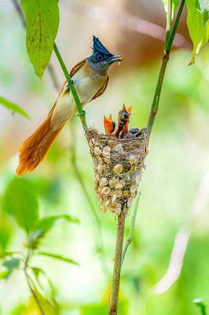 istock Indian paradise flycatchers feeding in he nest with juvenile 2213715005