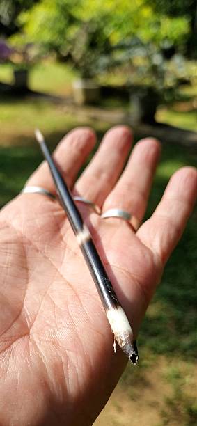 istock porcupine quill 2213717644