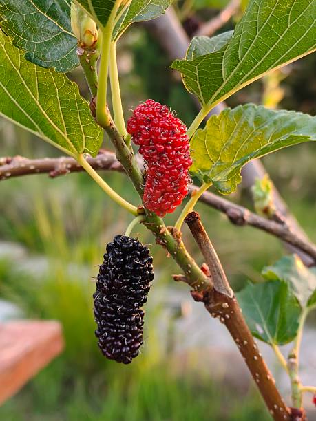 istock Mulberries are ripening on the tree. 2213718485