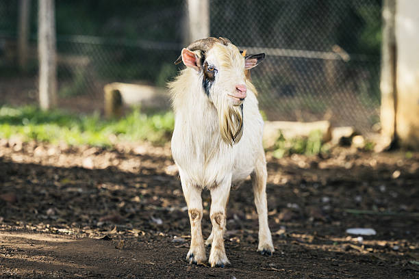 istock American Pygmy Goat 2213718700