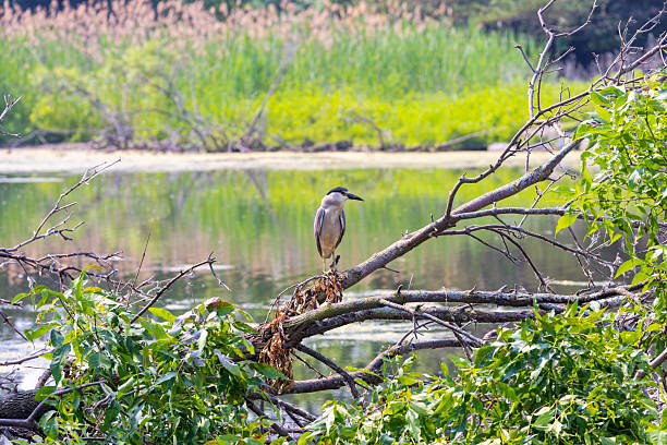 istock The black-crowned night heron ( Nycticorax nycticorax ) 2213719336