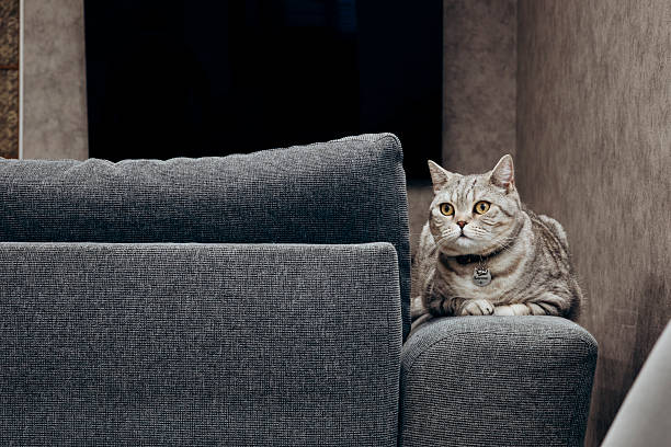 Portrait of a beautiful cat. Cute Cat Portrait. Happy Pet. Gray Scottish Straight cat on the sofa. Home scene. Copy space.