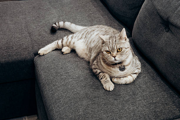 Cat lying on sofa at home