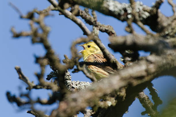 istock Emberiza citrinella aka yellowhammer. 2213719585