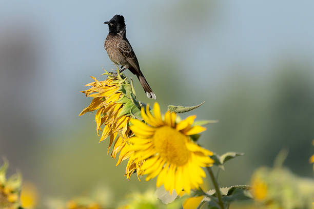 istock A red-vented bulbul on a sunflower 2213720341