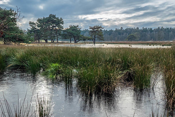 Mysterious moorland in winter. Photo was made at Haterts Vennen, near the city of Nijmegen, The Netherlands