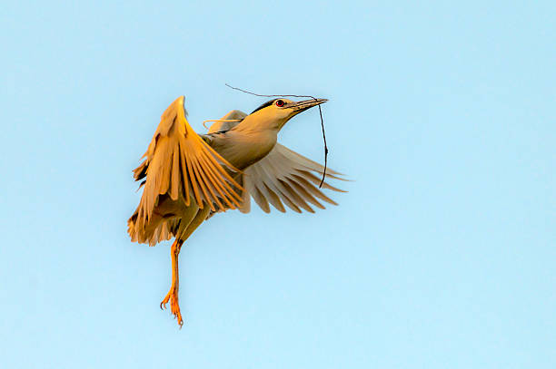 istock The black-crowned night heron flying with tree branches in beak and making nest on the tree branches 2213721304