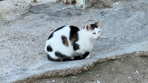 istock A lovely and cute cat sitting peacefully on a pathway that is surrounded by beautiful nature 2213726312