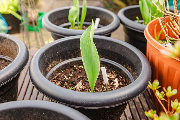 istock woman gardening 2213727518