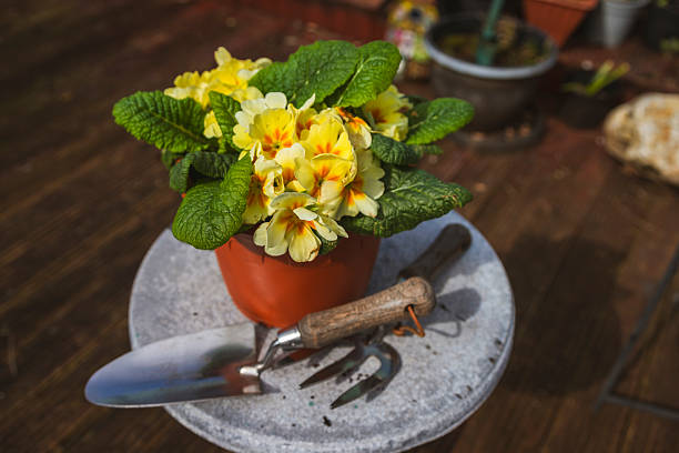 Bouquet of Jerusalem artichoke flowers