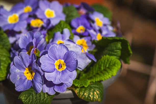 istock woman gardening 2213727888
