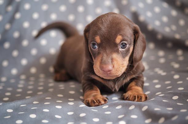 portrait of a cute chocolate dachshund puppy