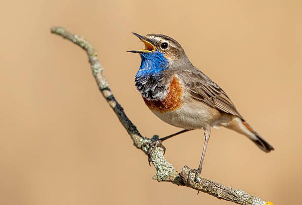 istock Bluethroat bird sitting on the reed ( Luscinia svecica ) 2213729515