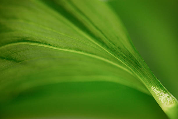 istock Green Leaf Macro Close-up with Natural Texture and Lines 2213731004